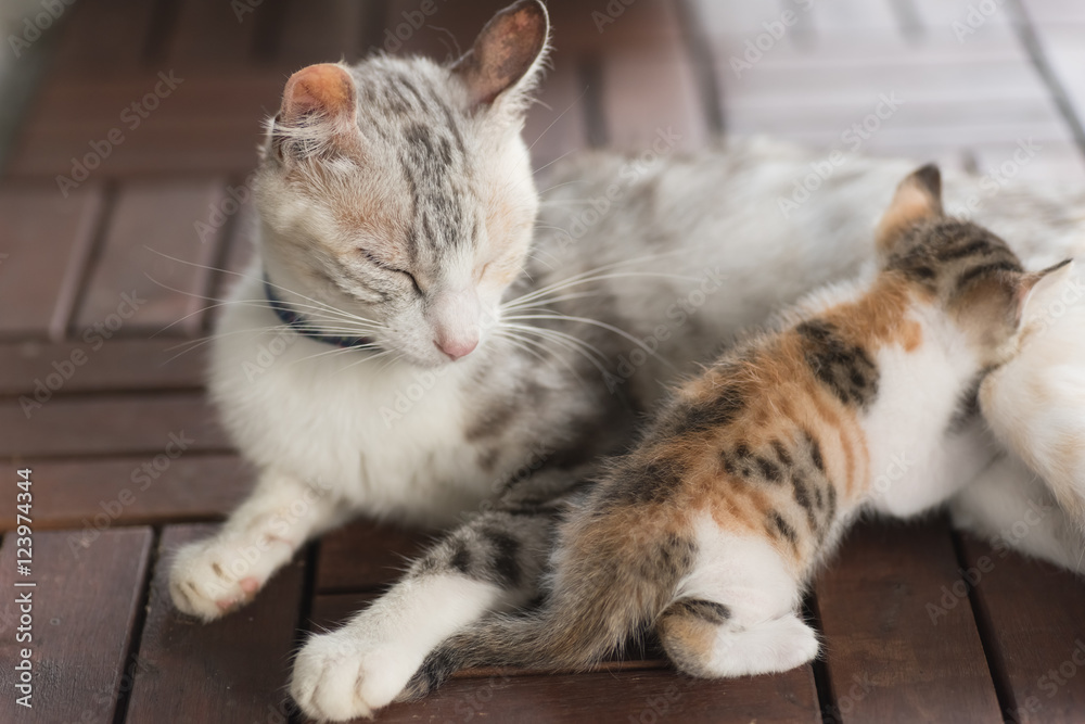 mother cat breastfeeding mother cat breastfeeding