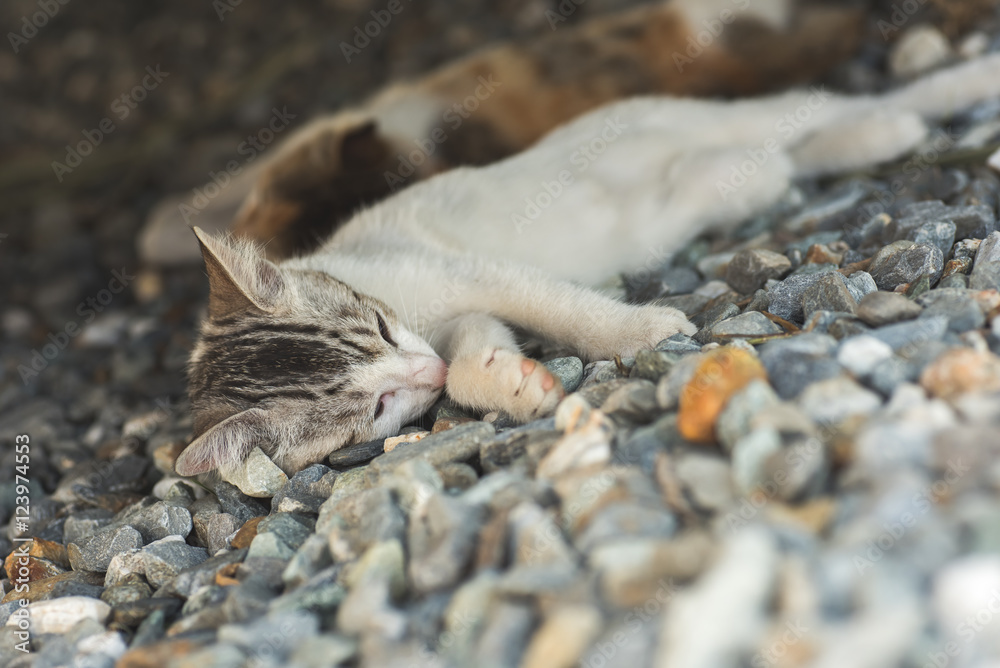 Obraz premium little cat sleep