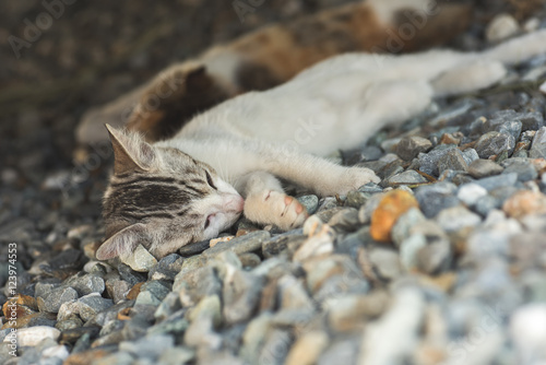 Fototapeta Naklejka Na Ścianę i Meble -  little cat sleep