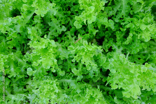 Hydroponics lettuce background.