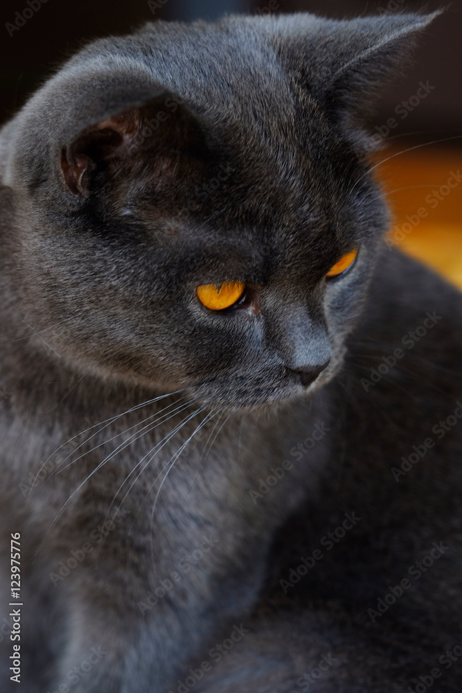 Black cat look.