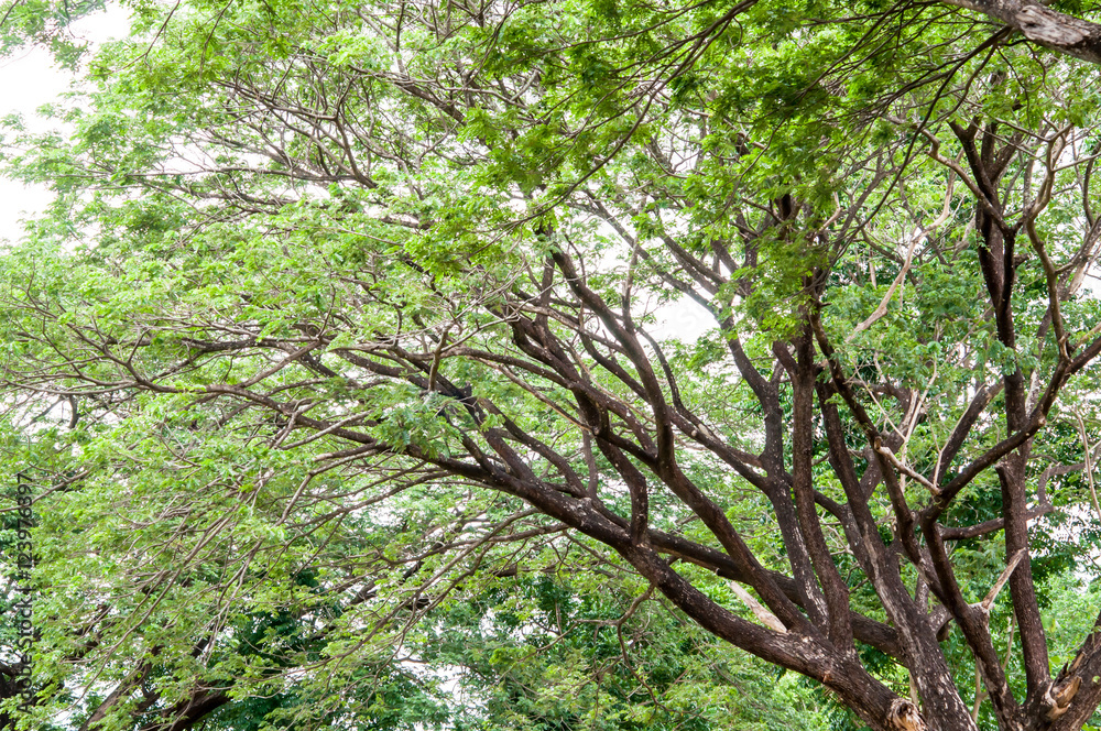 Fototapeta premium Big tree branch in the forest