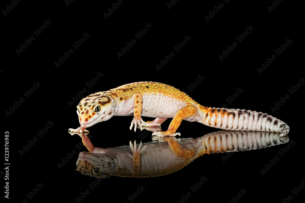 Obraz premium Gecko