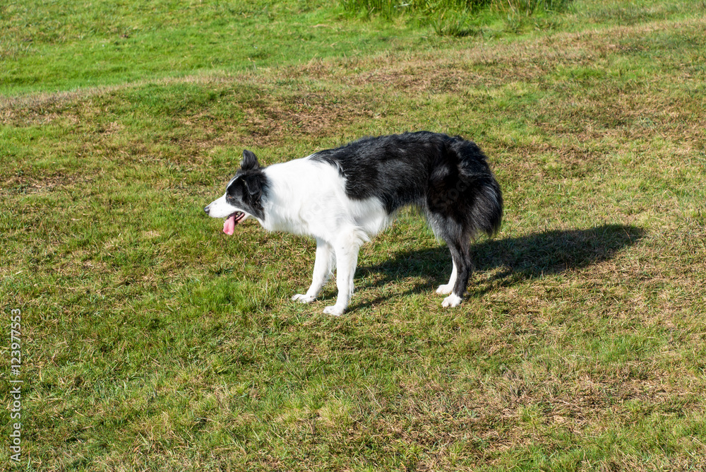 Border collie waits excited for a toy. Picture taken in the Bodmin Moor near Minions in Cornwall. Border collie waits excited for a toy. Picture taken in the Bodmin Moor near Minions in Cornwall.