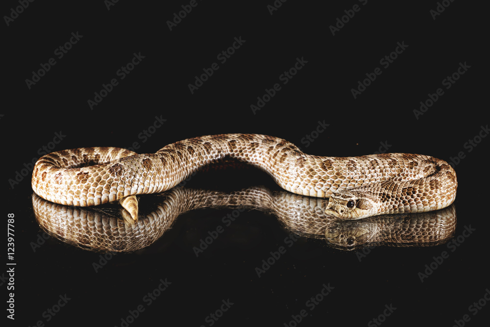 Fototapeta premium Hakennasennatter
