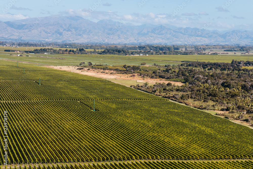 aerial view of rows of grapevine in Marlborough region, New Zealand