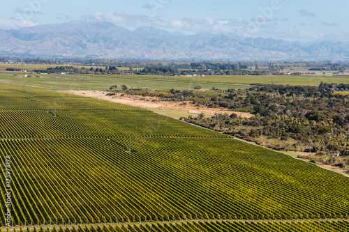 aerial view of rows of grapevine in Marlborough region  New Zealand