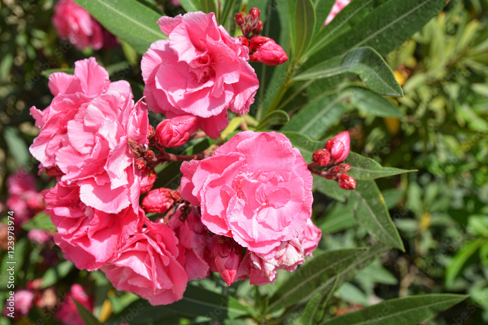 Bouquet of rose flowers