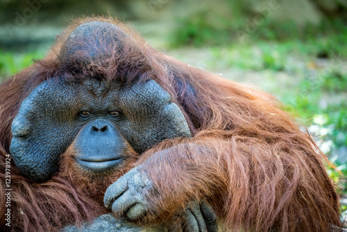Closeup of Orangutan © cjansuebsri