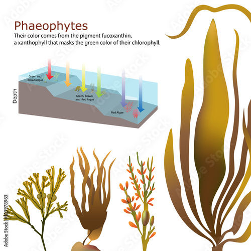 underwater Algae seaweed elements