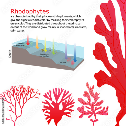 underwater Algae seaweed elements