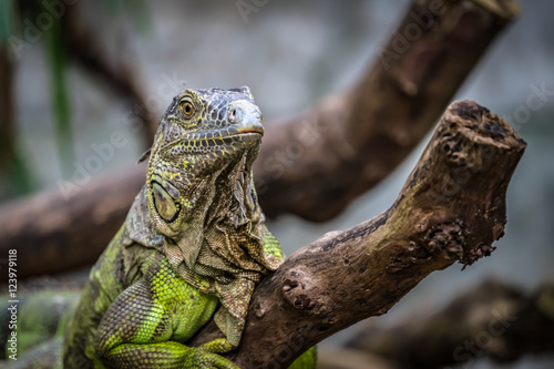 Iguana on branch