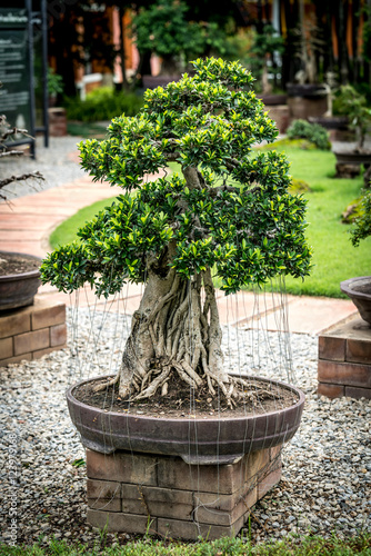 Green bonsai on blur background