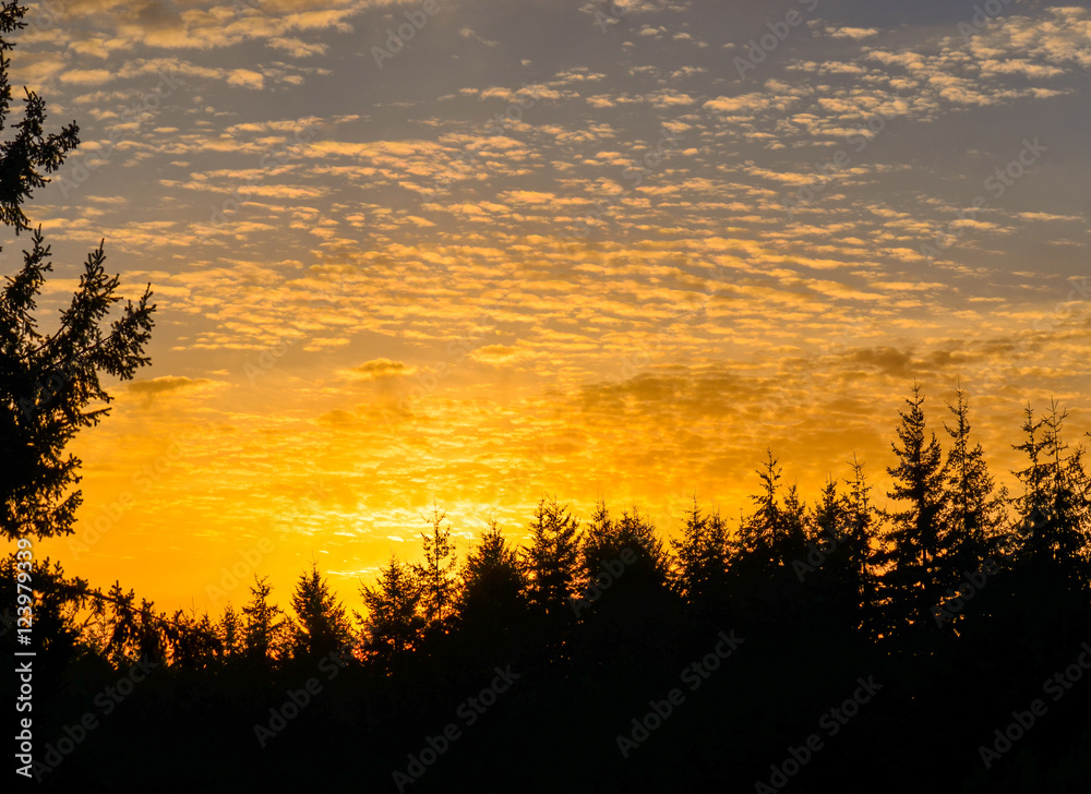 Fototapeta premium Sunset trres