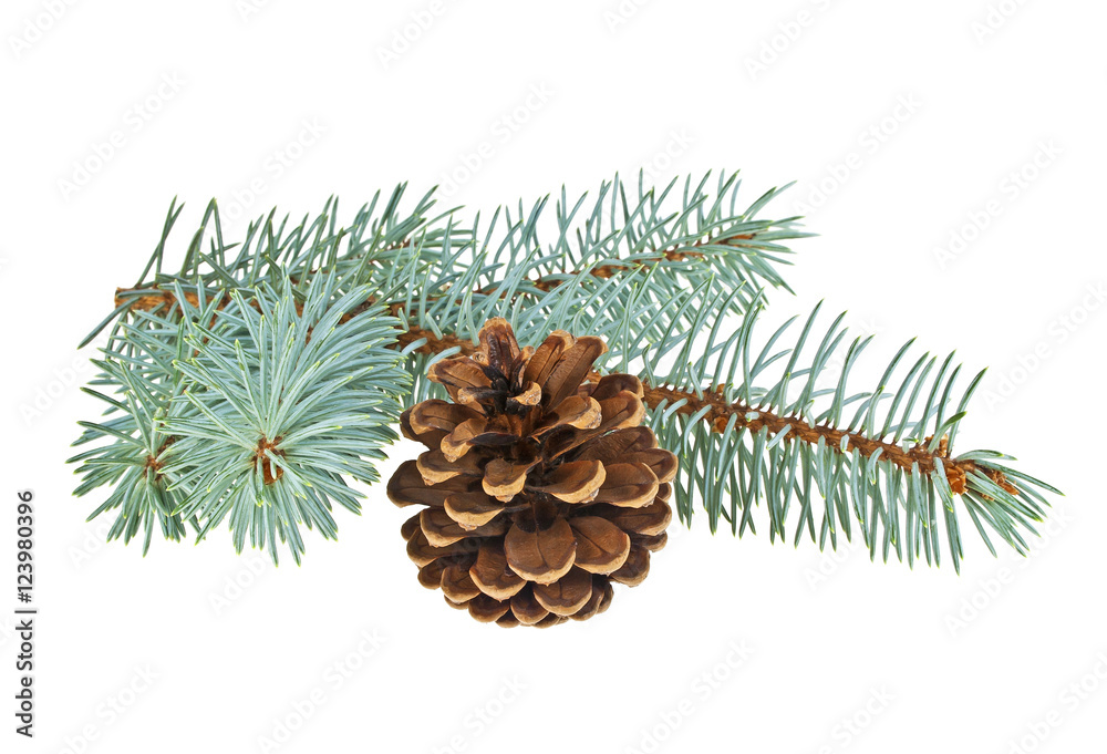 Blue spruce twig with cone isolated on a white background. Chris Blue spruce twig with cone isolated on a white background. Chris