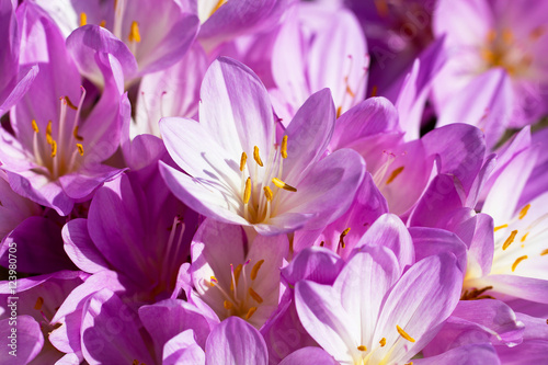 lilac autumn crocus flowers blooming in the garden
