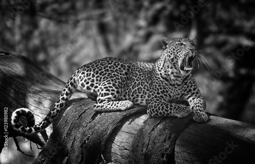 leopard resting on a tree, Lake Naivasha