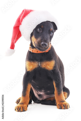 Dog in Christmas hat.