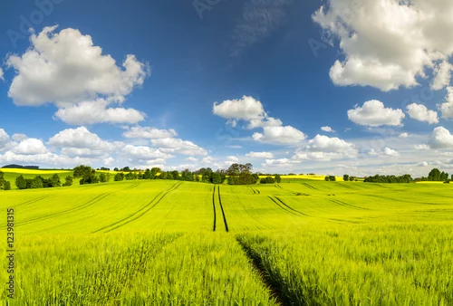 Obraz wiosenne pole,zielone zboże,zielone drzewka,błękitne niebo