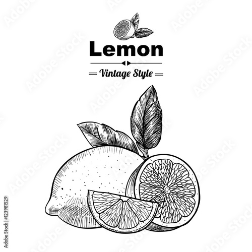 Vector background with  lemon . Hand drawn. Vintage style