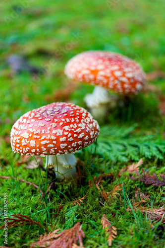 Close up detail of red and white spotted fly agaric mushroom toadstool fungus growing on grass in autumn after rain and damp 