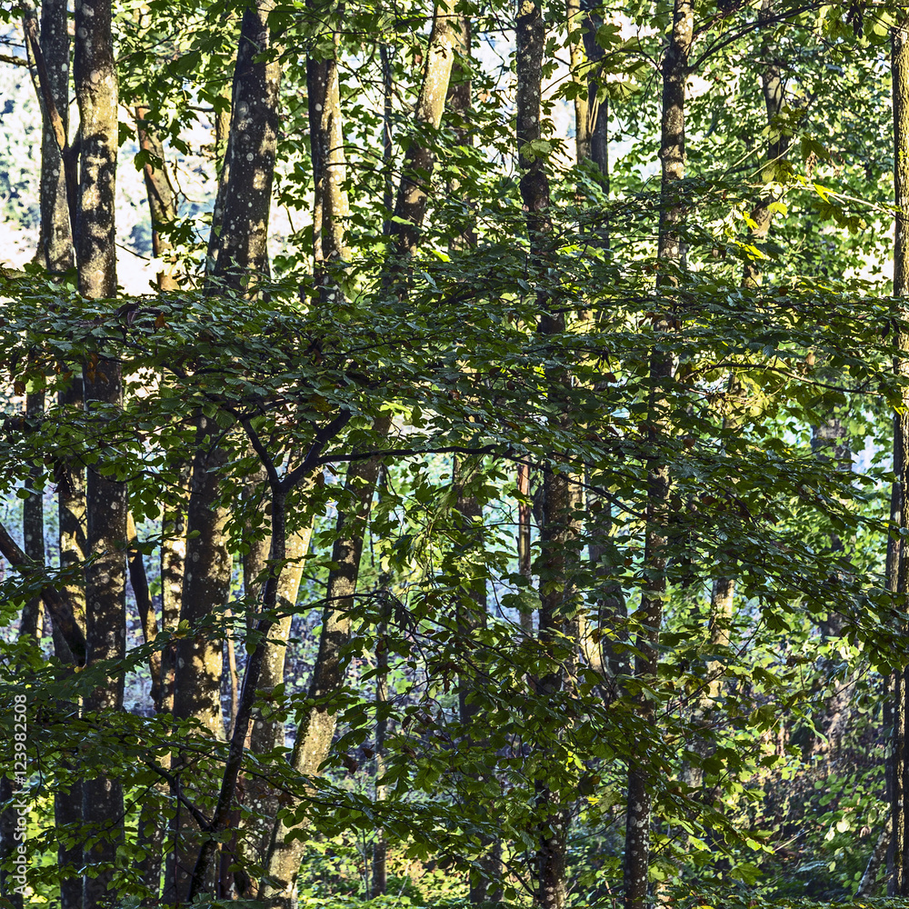 sunrise in the wilderness of a valley in the forest sunrise in the wilderness of a valley in the forest