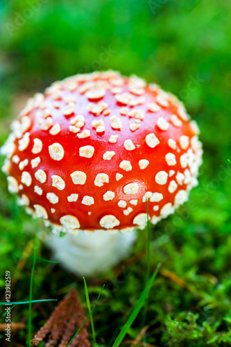 Close up detail of red and white spotted fly agaric mushroom toadstool fungus growing on grass in autumn after rain and damp 