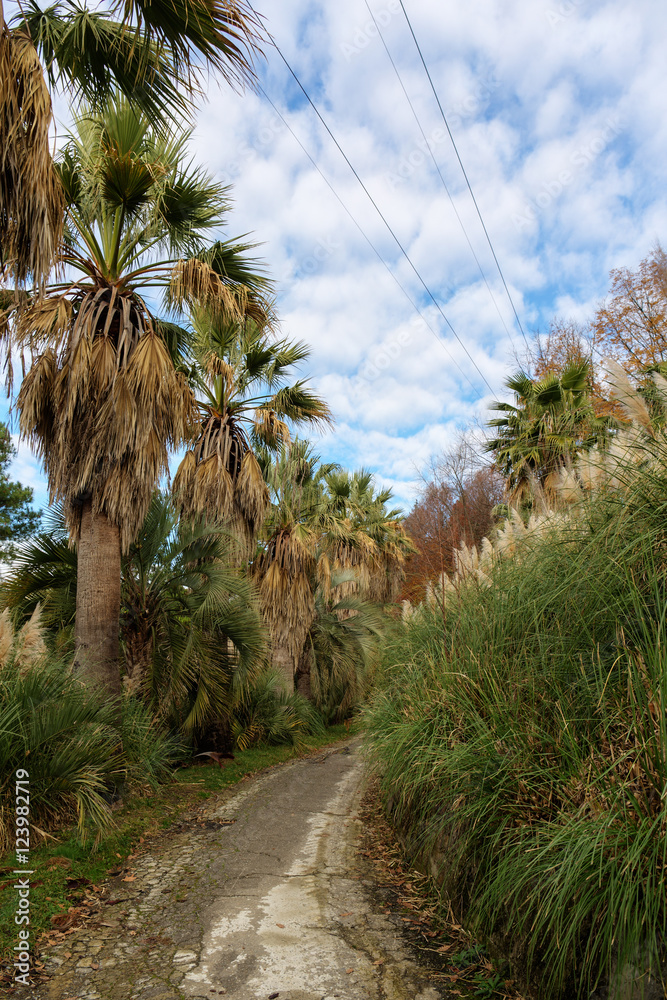 Obraz premium Autumn park path