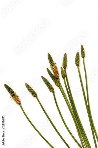  Green Stems Leaves and Mature Seed Pods of Wild Grass