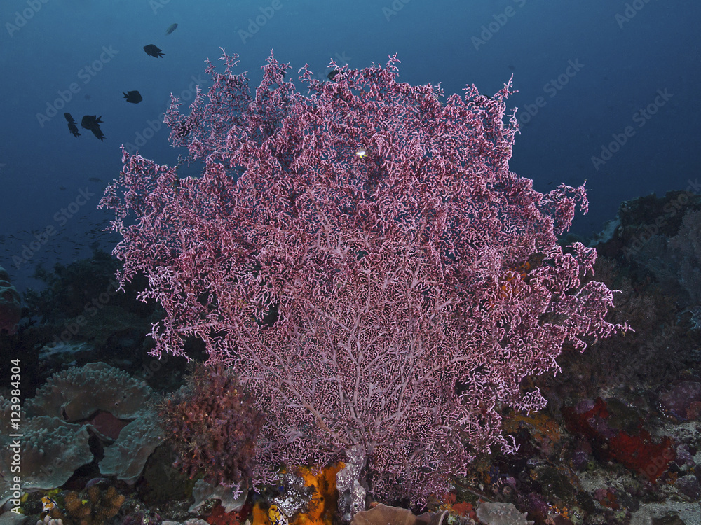 Obraz premium Gorgonian Coral, Flecht-Gorgonie (Muricella plectana)