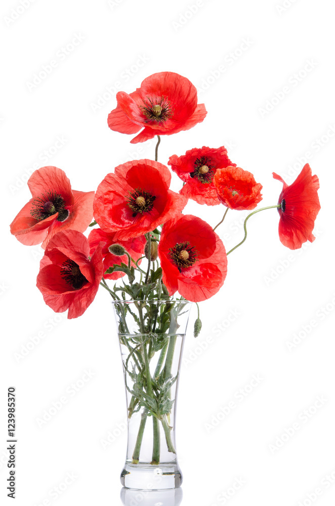 Obraz premium Bouquet of poppies in glass vase isolated on white background