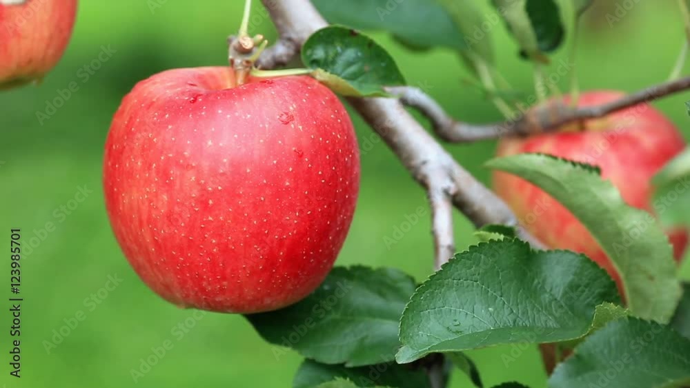 Apple trees with red apples. Close Up. Apple trees with red apples. Close Up.