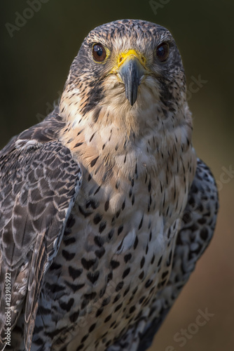 An upright close up portrait of a hybrid falcon looking directly forward. A cross between a peregrine and saker falcons.