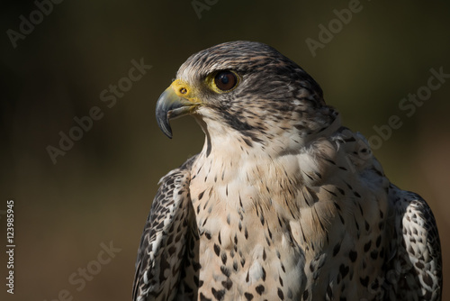 Side view profile photograph of a hybrid falcon. A cross between a peregrine and saker falcons.