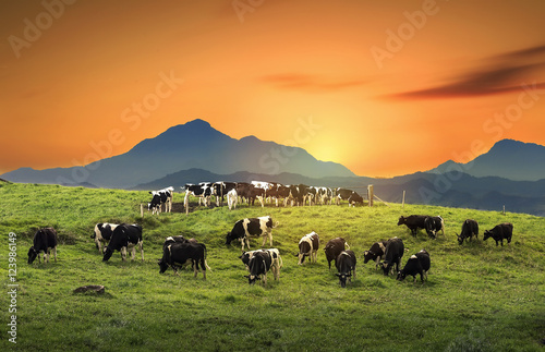 Cows on a green field with beautiful sunrise