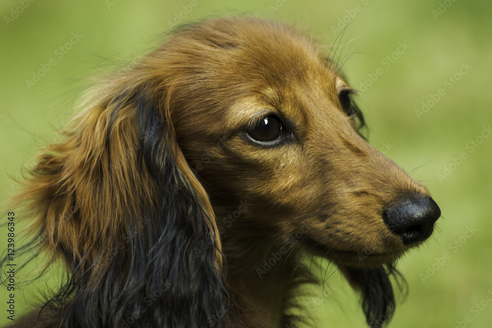 Small playful dachshund in nature Small playful dachshund in nature