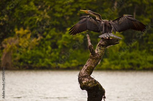 One australian darter is drying its wings while resting on a branch along the Daintree river, Queensland, Australia