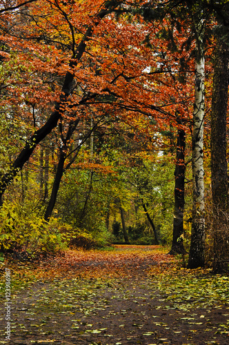 Walk path through the wood and trees with colorful autumn foliage