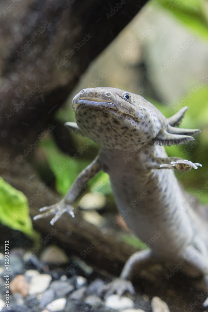 Axolotl in the aquarium. Axolotl in the aquarium.