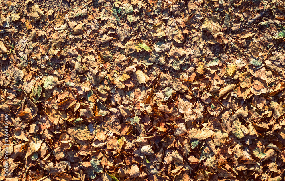 Bed of Autumnal leaves fallen on the ground in the park, top view.