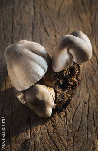 Straw mushrooms photo