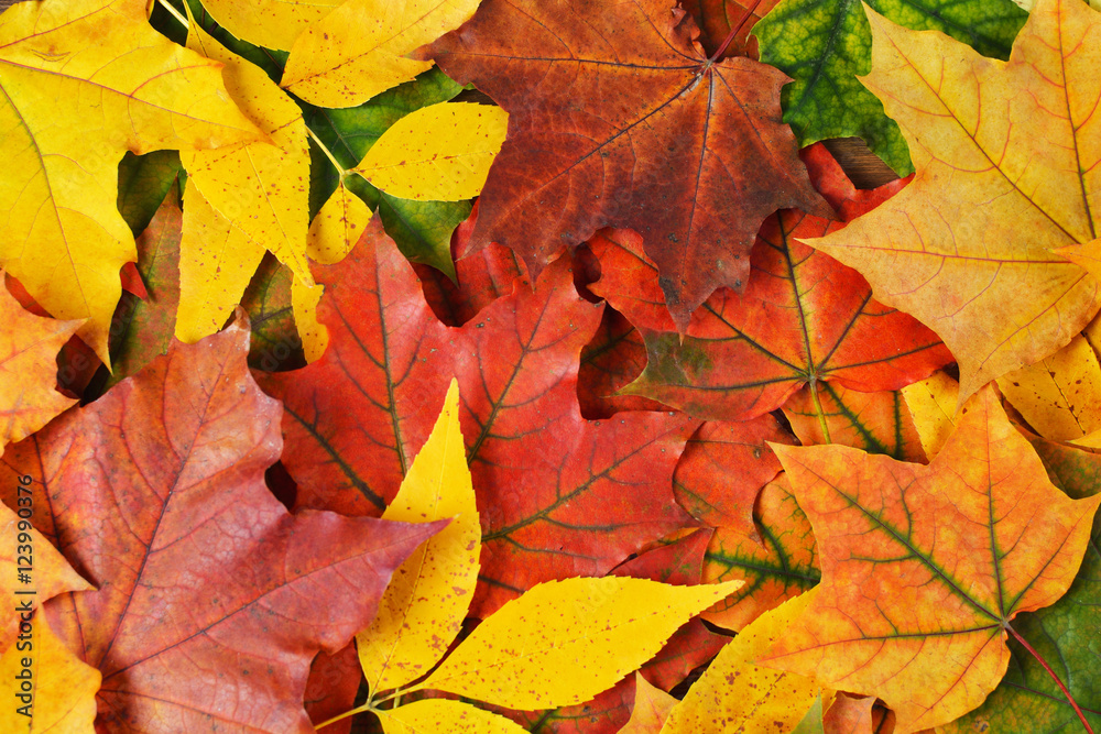 autumn leaves background autumn leaves background