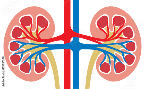 human kidney medicine anatomy