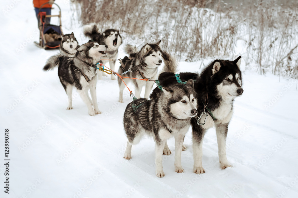 Riding with a dog team of six alaskan malamute, snow dogs, wintertime Riding with a dog team of six alaskan malamute, snow dogs, wintertime