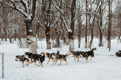 Riding with a dog team of six alaskan malamute, snow dogs, wintertime