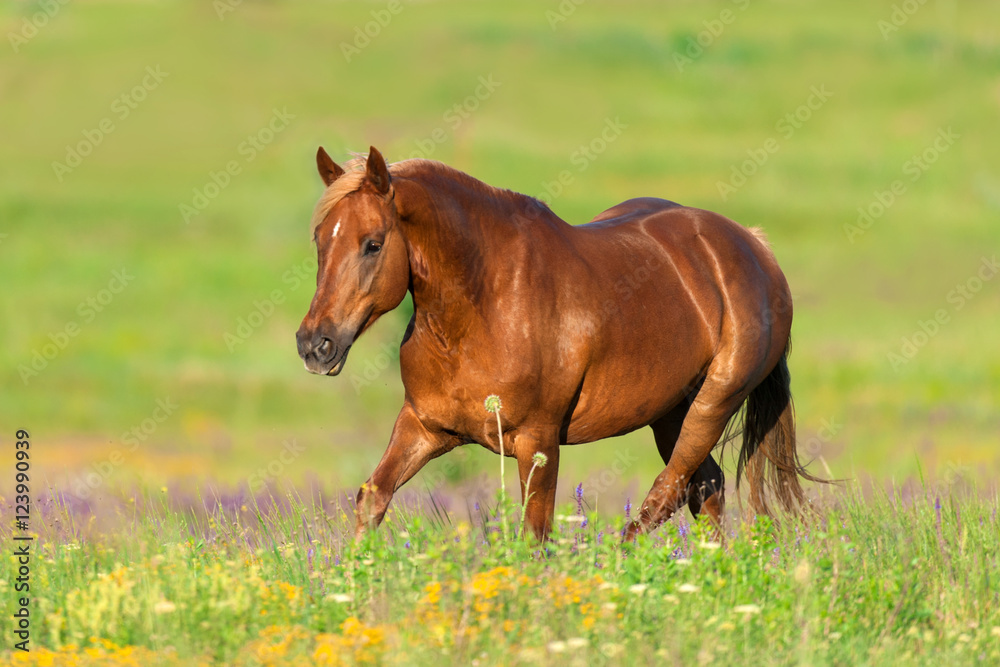 Beautiful red horse with long mane run at summer day in flowers