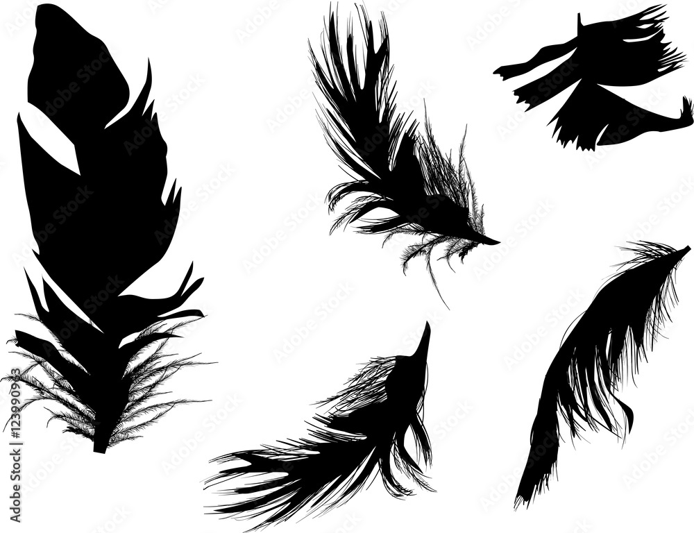 five fluffy black feathers isolated on white five fluffy black feathers isolated on white