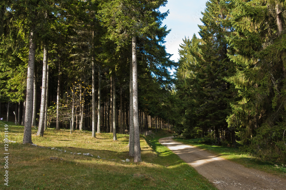Obraz premium Forest road at Bobija mountain, west Serbia