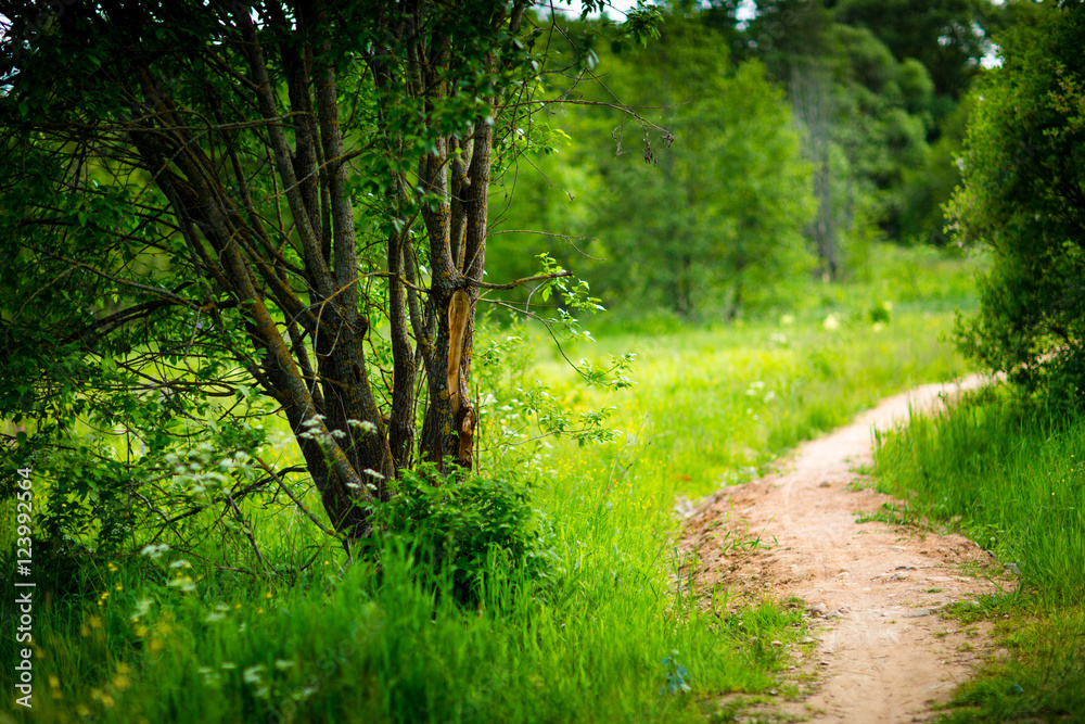 nature green forest nature green forest