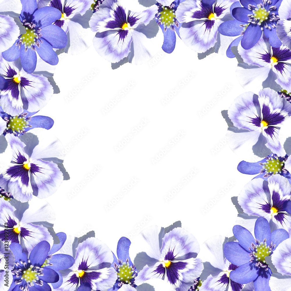 Beautiful spring background of blue violas and liverworts 